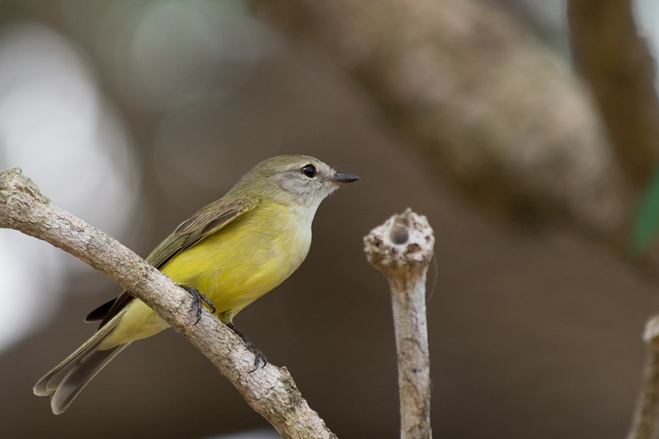 Lemon-bellied Flycatcher (Microeca flavigaster)